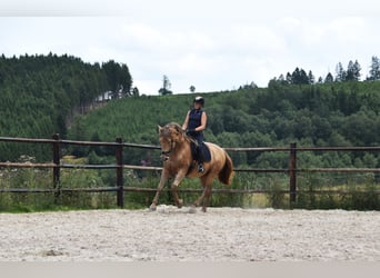 PRE Mix, Hengst, 11 Jahre, 171 cm, Pearl
