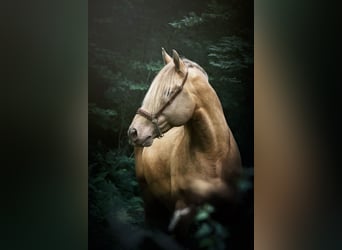 PRE, Hengst, 11 Jahre, 171 cm, Pearl