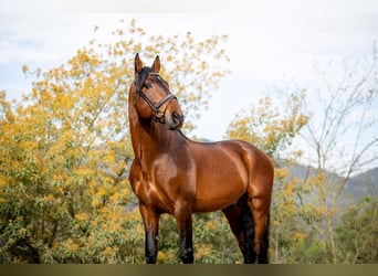 PRE, Hengst, 11 Jahre, 173 cm, Rotbrauner