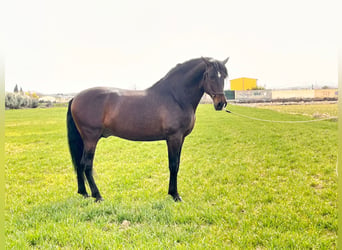 PRE Mix, Hengst, 11 Jahre, 174 cm, Brauner