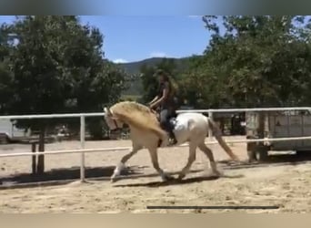 PRE, Hengst, 12 Jaar, 159 cm, Perlino