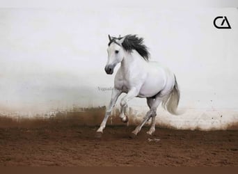 PRE, Hengst, 12 Jaar, 161 cm, Schimmel