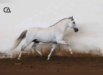 PRE, Hengst, 12 Jaar, 161 cm, Schimmel