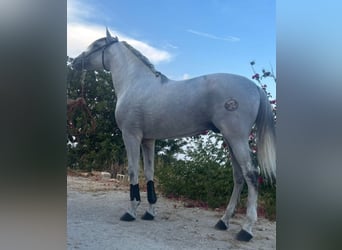 PRE Mix, Hengst, 12 Jaar, 161 cm, Schimmel