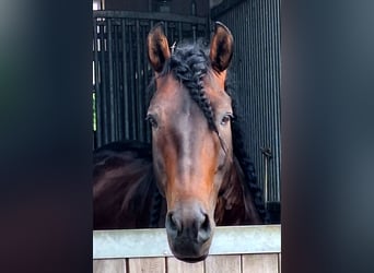 PRE, Hengst, 12 Jaar, 164 cm, Donkerbruin