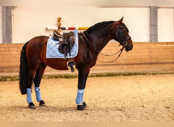 PRE, Hengst, 12 Jaar, 164 cm, Donkerbruin