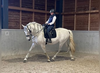 PRE, Hengst, 12 Jaar, 165 cm, Vliegenschimmel