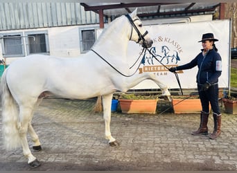 PRE, Hengst, 12 Jaar, 166 cm, Appelschimmel