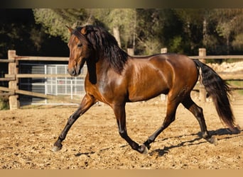 PRE Mix, Hengst, 12 Jaar, 166 cm, Bruin