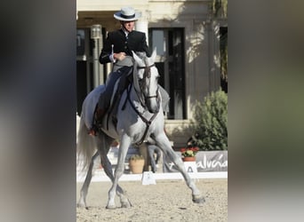 PRE, Hengst, 12 Jaar, 168 cm, Schimmel