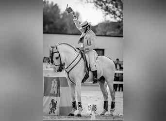 PRE, Hengst, 12 Jaar, 168 cm, Schimmel