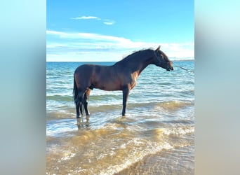 PRE Mix, Hengst, 12 Jaar, 170 cm, Donkerbruin