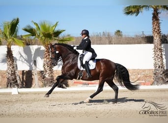 PRE, Hengst, 12 Jaar, 173 cm, Bruin