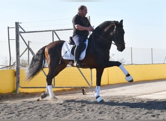 PRE Mix, Hengst, 12 Jaar, Donkerbruin