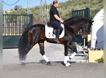 PRE Mix, Hengst, 12 Jaar, Donkerbruin