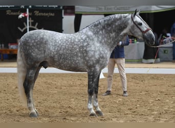 PRE Mix, Hengst, 12 Jaar, Schimmel