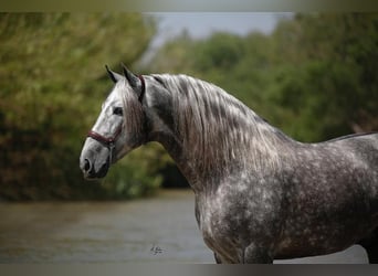 PRE Mix, Hengst, 12 Jaar, Schimmel