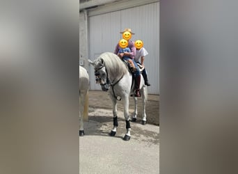 PRE Mix, Hengst, 12 Jahre, 161 cm, Schimmel