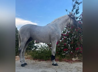 PRE Mix, Hengst, 12 Jahre, 161 cm, Schimmel