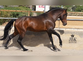 PRE Mix, Hengst, 12 Jahre, 162 cm, Brauner