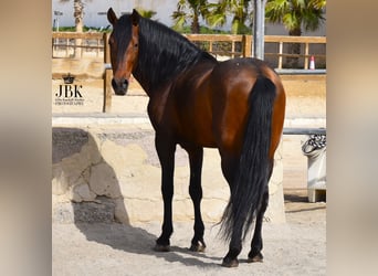 PRE Mix, Hengst, 12 Jahre, 162 cm, Brauner