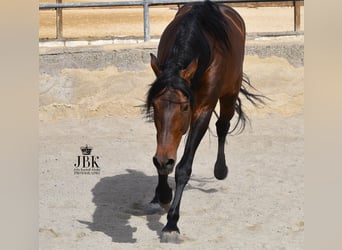 PRE Mix, Hengst, 12 Jahre, 162 cm, Brauner