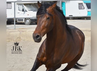PRE Mix, Hengst, 12 Jahre, 162 cm, Brauner