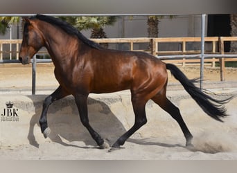 PRE Mix, Hengst, 12 Jahre, 162 cm, Brauner
