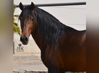 PRE Mix, Hengst, 12 Jahre, 162 cm, Brauner