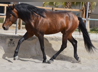 PRE Mix, Hengst, 12 Jahre, 162 cm, Brauner