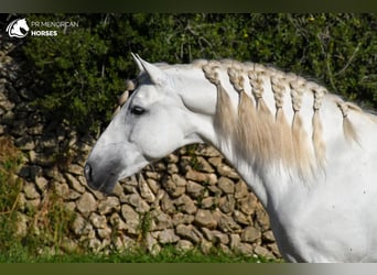 PRE Mix, Hengst, 12 Jahre, 162 cm, White