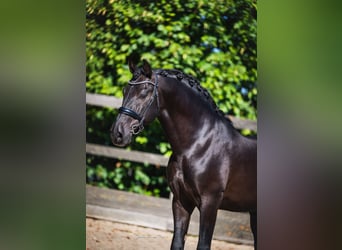 PRE Mix, Hengst, 12 Jahre, 163 cm, Rappe