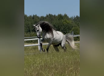 PRE, Hengst, 12 Jahre, 164 cm, Schimmel