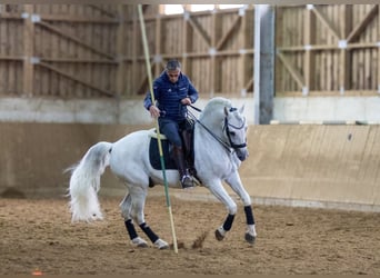 PRE, Hengst, 12 Jahre, 164 cm, Schimmel