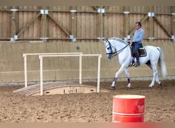 PRE, Hengst, 12 Jahre, 164 cm, Schimmel