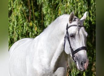 PRE, Hengst, 12 Jahre, 164 cm, Schimmel