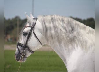 PRE, Hengst, 12 Jahre, 164 cm, Schimmel