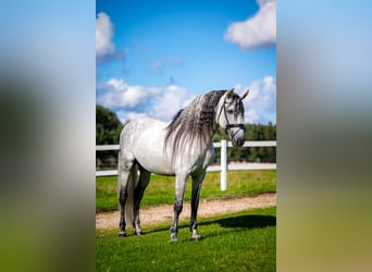 PRE, Hengst, 12 Jahre, 164 cm, Schimmel