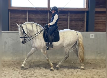 PRE, Hengst, 12 Jahre, 165 cm, Fliegenschimmel