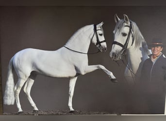 PRE, Hengst, 12 Jahre, 166 cm, Apfelschimmel