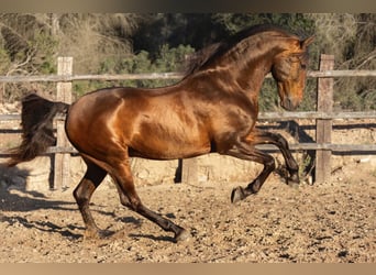 PRE Mix, Hengst, 12 Jahre, 166 cm, Brauner