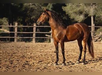 PRE Mix, Hengst, 12 Jahre, 166 cm, Brauner