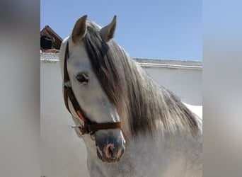 PRE Mix, Hengst, 12 Jahre, 167 cm, Schimmel