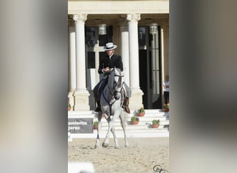 PRE, Hengst, 12 Jahre, 168 cm, Schimmel