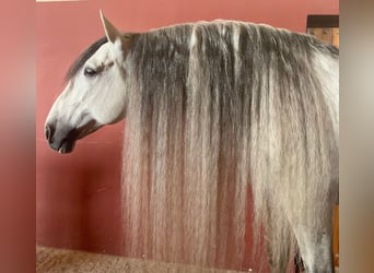 PRE Mix, Hengst, 12 Jahre, 170 cm, Apfelschimmel