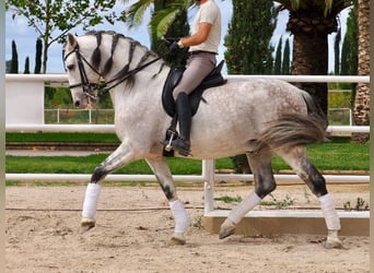 PRE Mix, Hengst, 12 Jahre, 170 cm, Schimmel