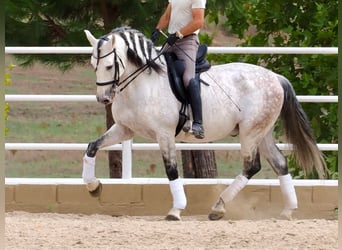 PRE Mix, Hengst, 12 Jahre, 170 cm, Schimmel