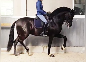 PRE Mix, Hengst, 12 Jahre, 172 cm, Rappe