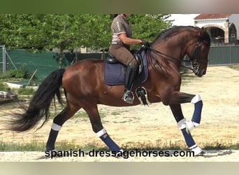 PRE Mix, Hengst, 12 Jahre, 173 cm, Brauner