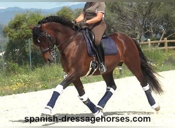 PRE Mix, Hengst, 12 Jahre, 173 cm, Brauner